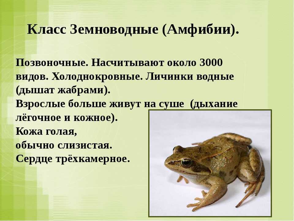 Домашняя саламандра (огненная, пятнистая, уход и содержание)
