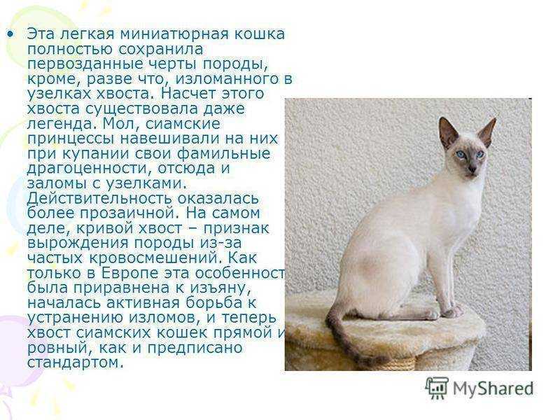 Тонкинская кошка – подробное описание породы (+ фото и видео) | ваши питомцы