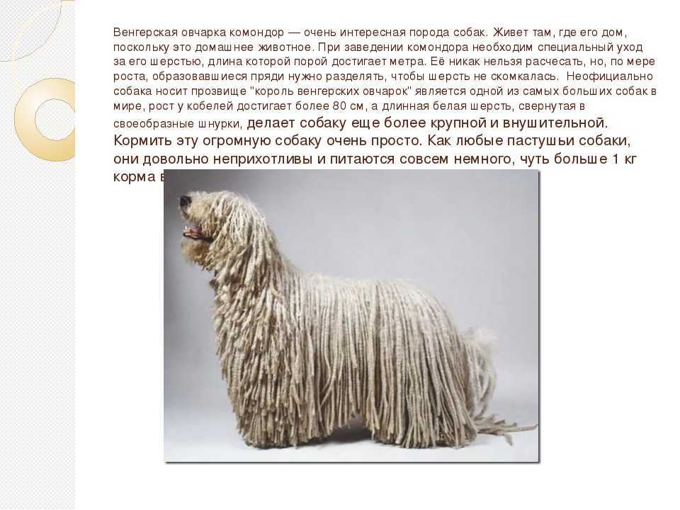 Венгерская овчарка: происхождение, содержание и уход