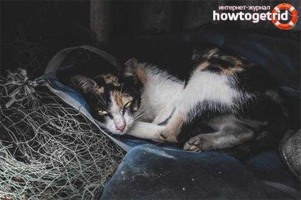 Почему кот прячется в темное место – pet-mir.ru