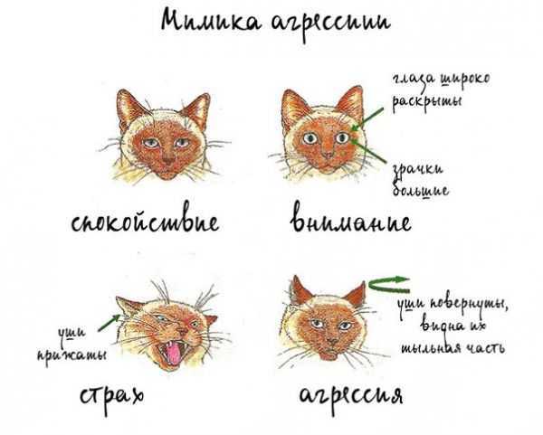 Несложные правила общения с кошкой: как вести себя с кошкой - статьи