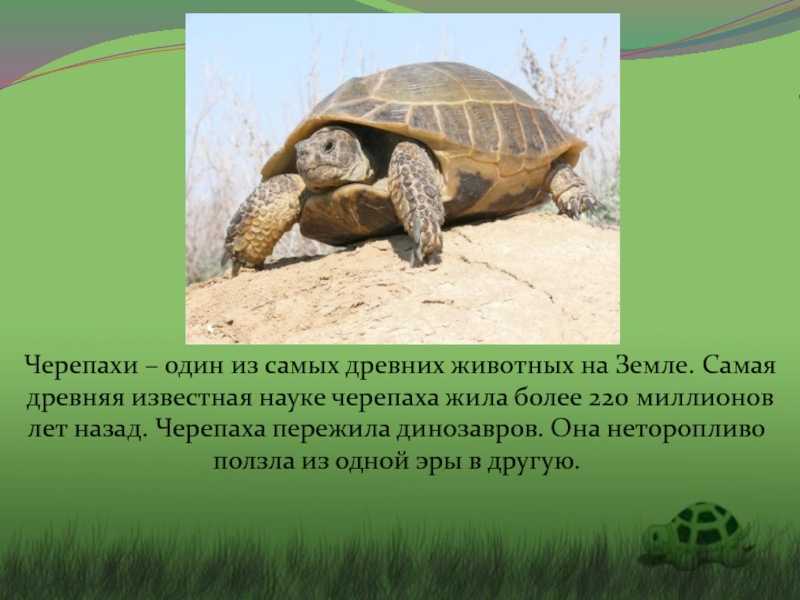 Черепахи в россии: какие разновидности живут и водятся в нашей природе