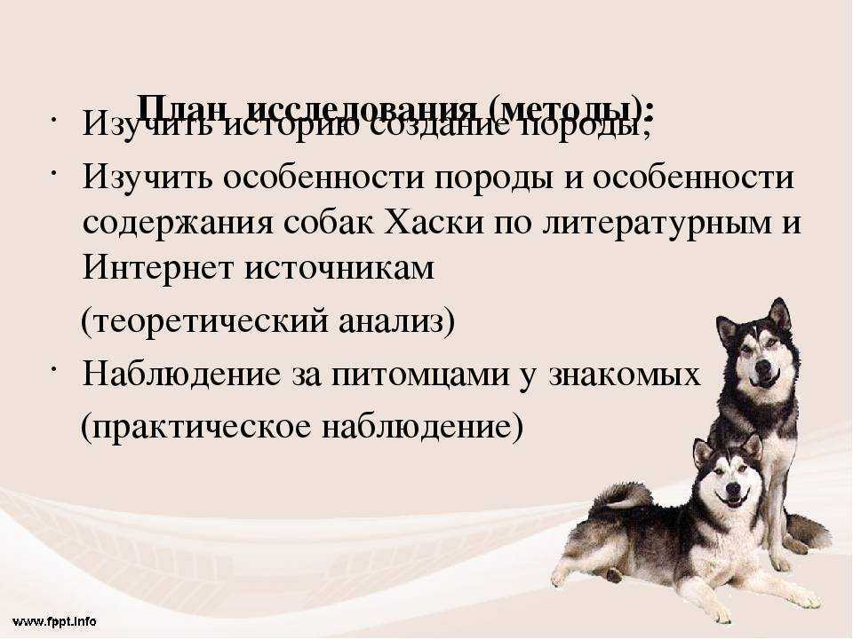 Хаски: описание породы, разновидности, характер, содержание, уход, фото
хаски: описание породы, разновидности, характер, содержание, уход, фото