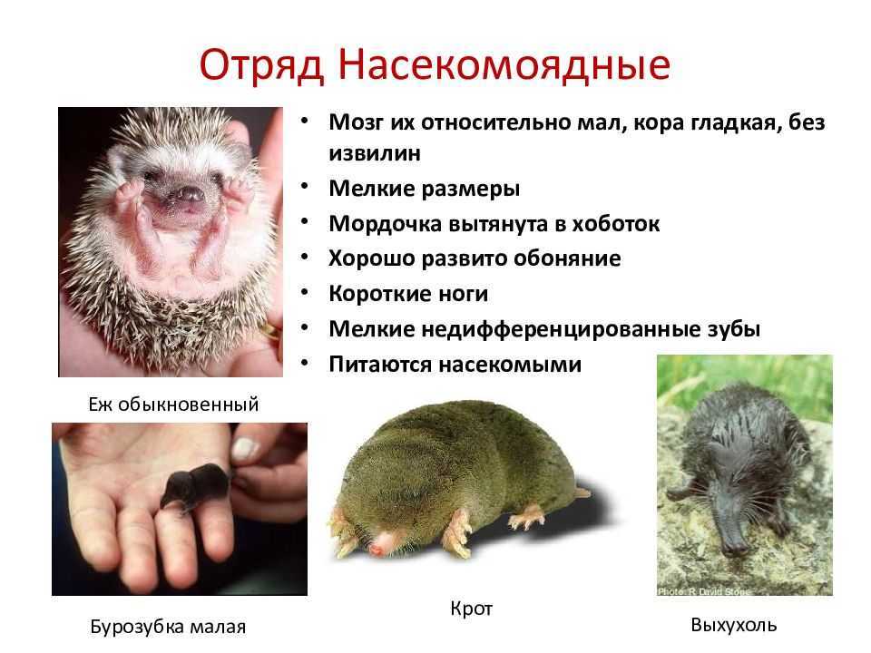 Млекопитающие животные: список, описание отрядов