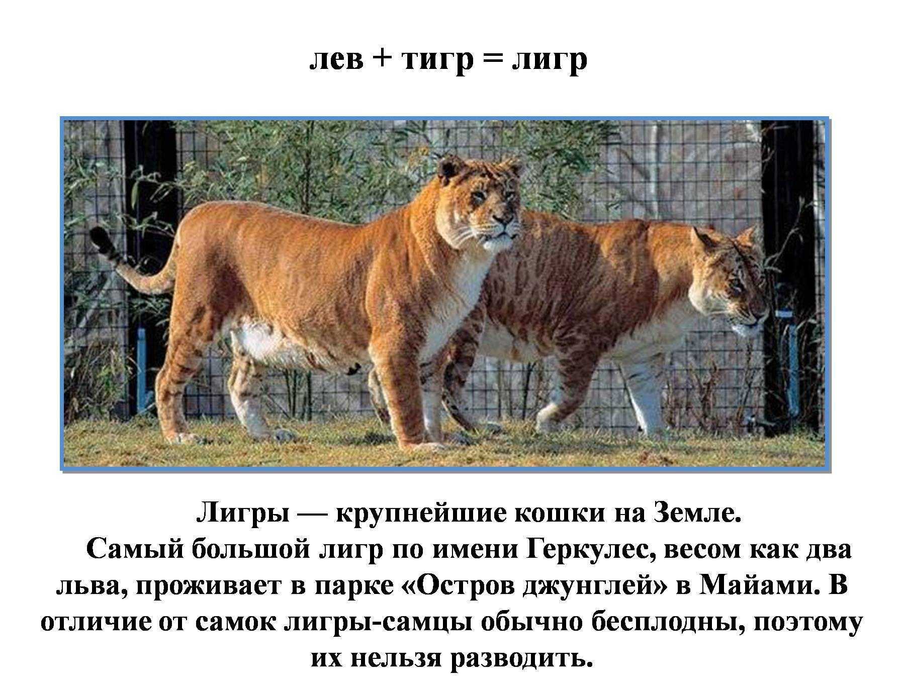 Топ самых сильных хищников планеты