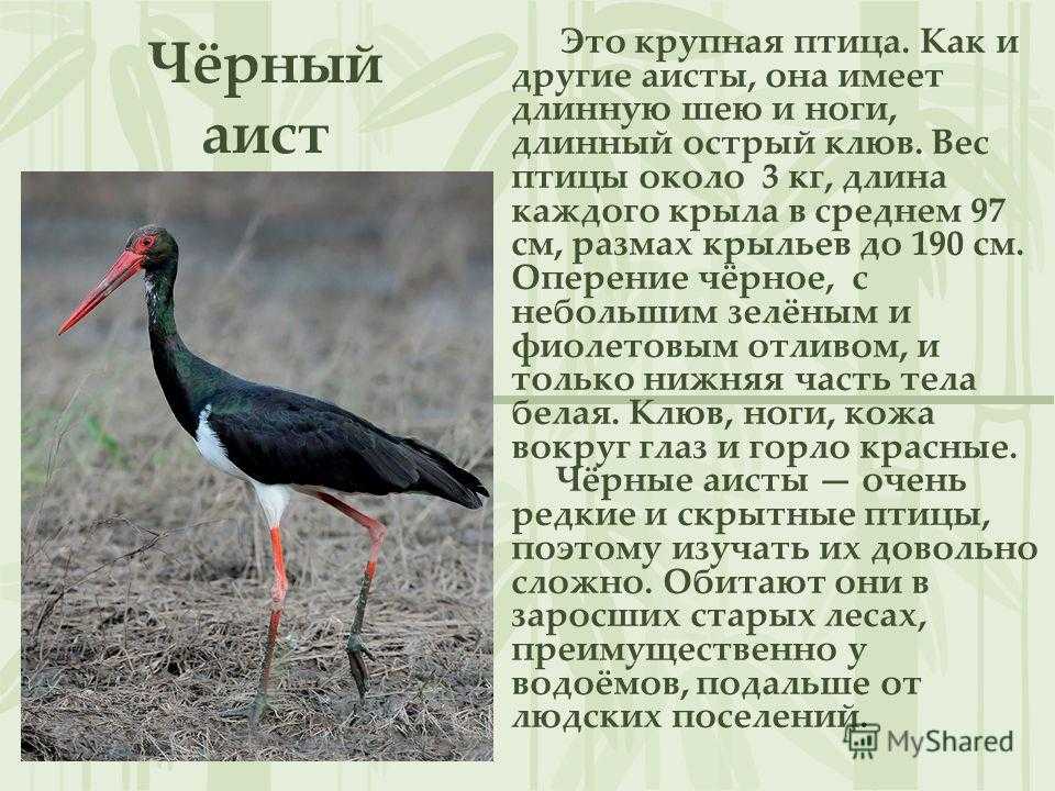 Хордовые (chordata) — характеристика, строение и размножение