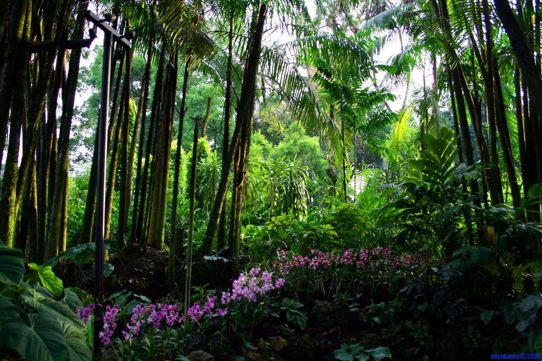 10 самых важных характеристик джунглей