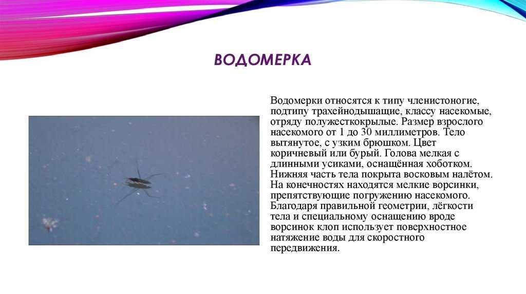 Водомерки (gerridae) - где живут, что едят, какие бывают. сайт о животных. pilife
