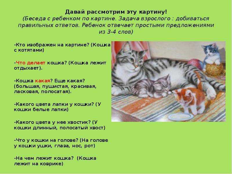 Коты дерутся и орут – что делать, как подружить кошек между собой в квартире?