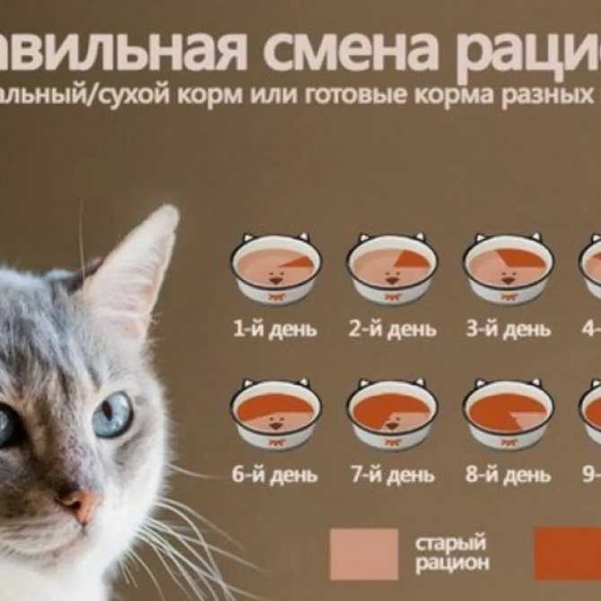 Кошке не нравится корм: почему это происходит и что с этим делать