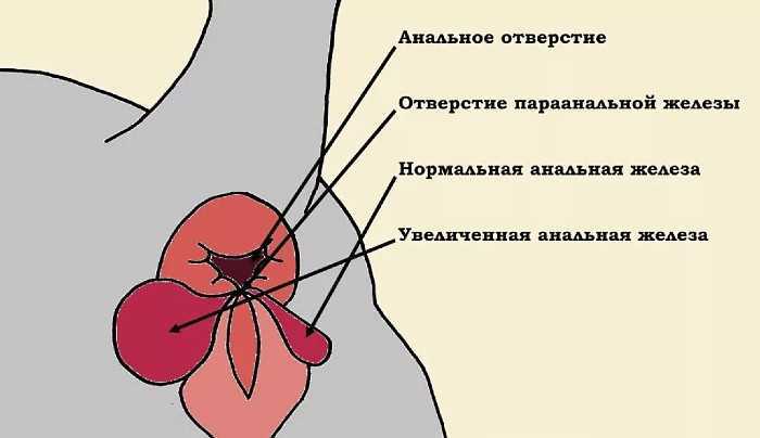 Воспаление параанальных желез у кошек | ваши питомцы