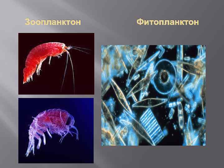 Самые чистые моря в мире