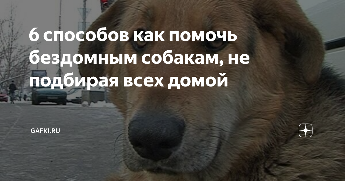 Как перевозить кота в общественном транспорте? | блог ветклиники "беланта"