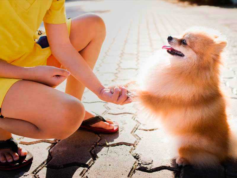 Как научить собаку командам - большой список основных команд с фото и видео | petguru