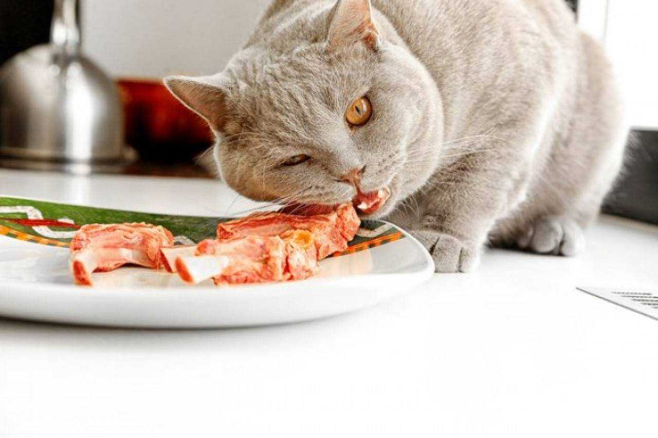 Чем кормить кота кроме сухого корма — ответ на вопрос