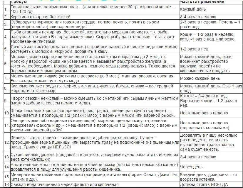 Кормление двухмесячного котенка – особенности, сколько раз, как правильно