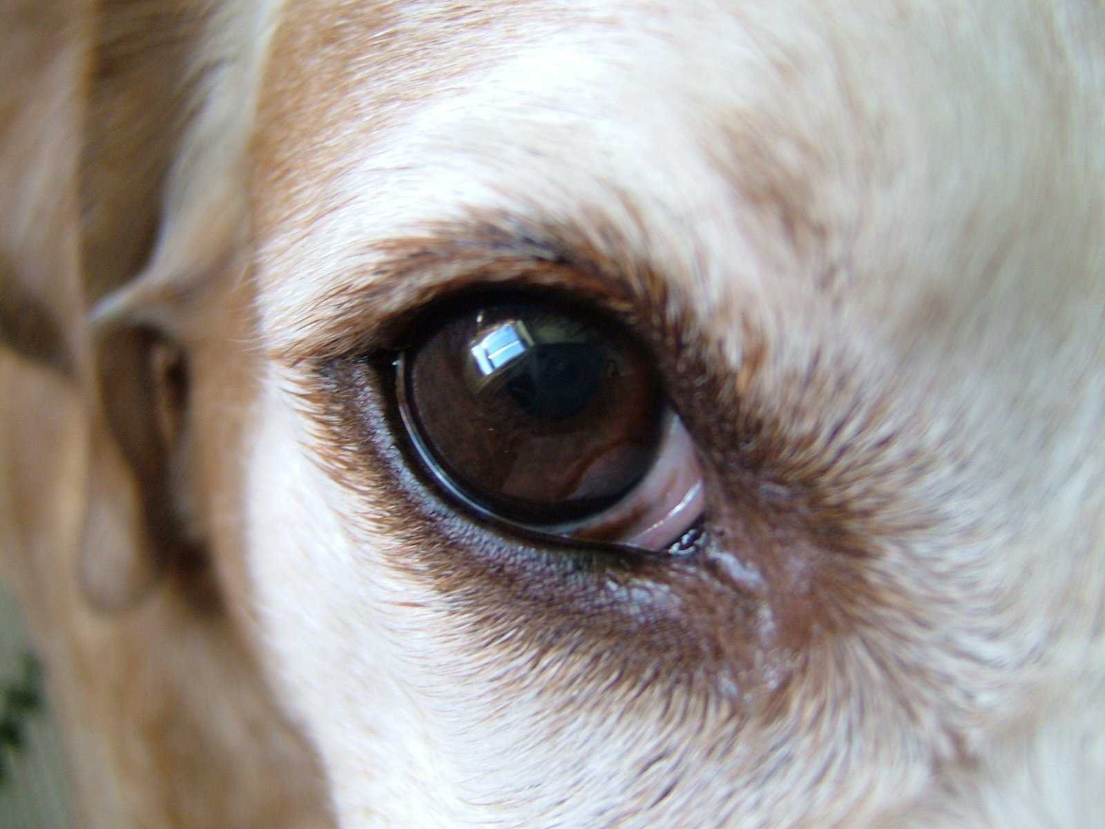 У щенка гноятся глаза: причины, что делать
