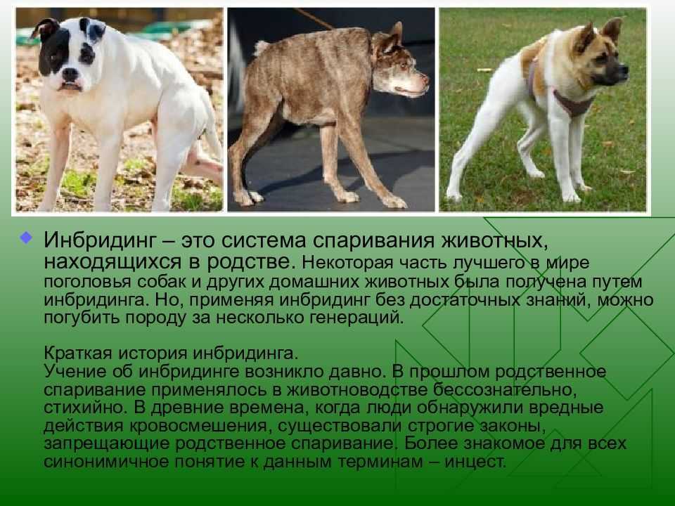 Собаки, которые могут испортить вашу жизнь   | материнство - беременность, роды, питание, воспитание