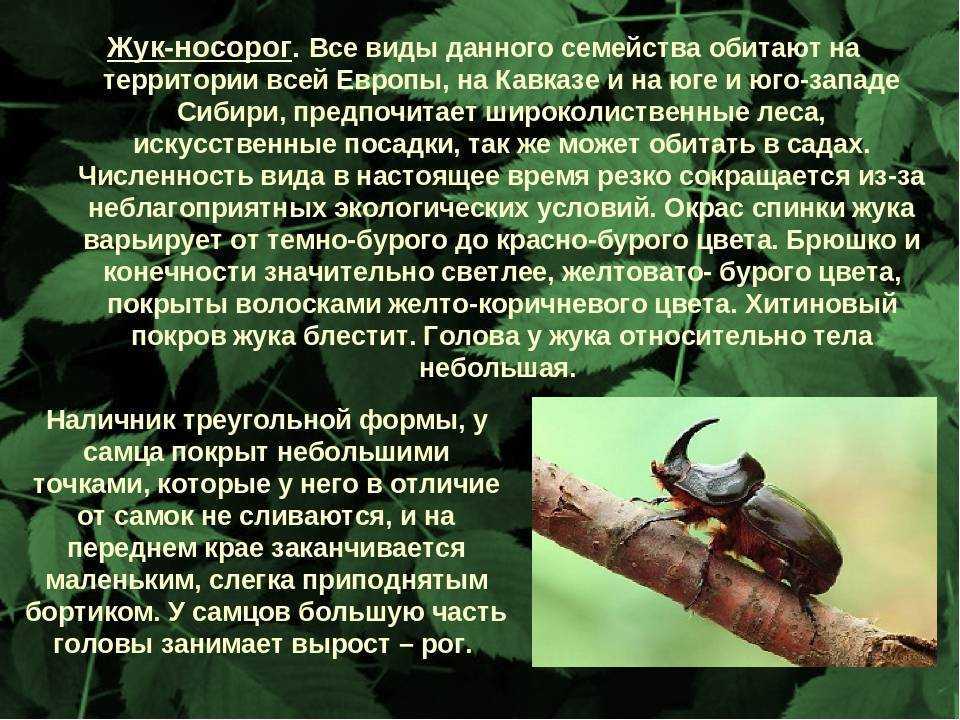 Жужелицы: фото жуков, описание, личинка, подсемейства, питание
