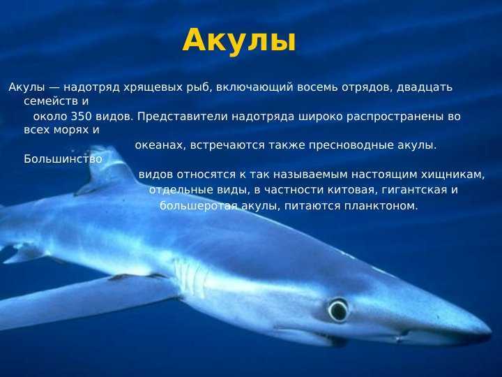 Все про акул