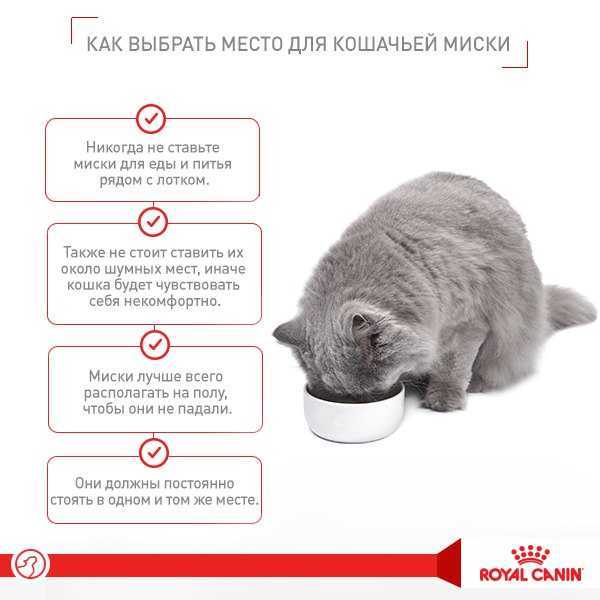 Узнаем как заставить кота пить воду: особенности ухода и воспитания, советы и рекомендации