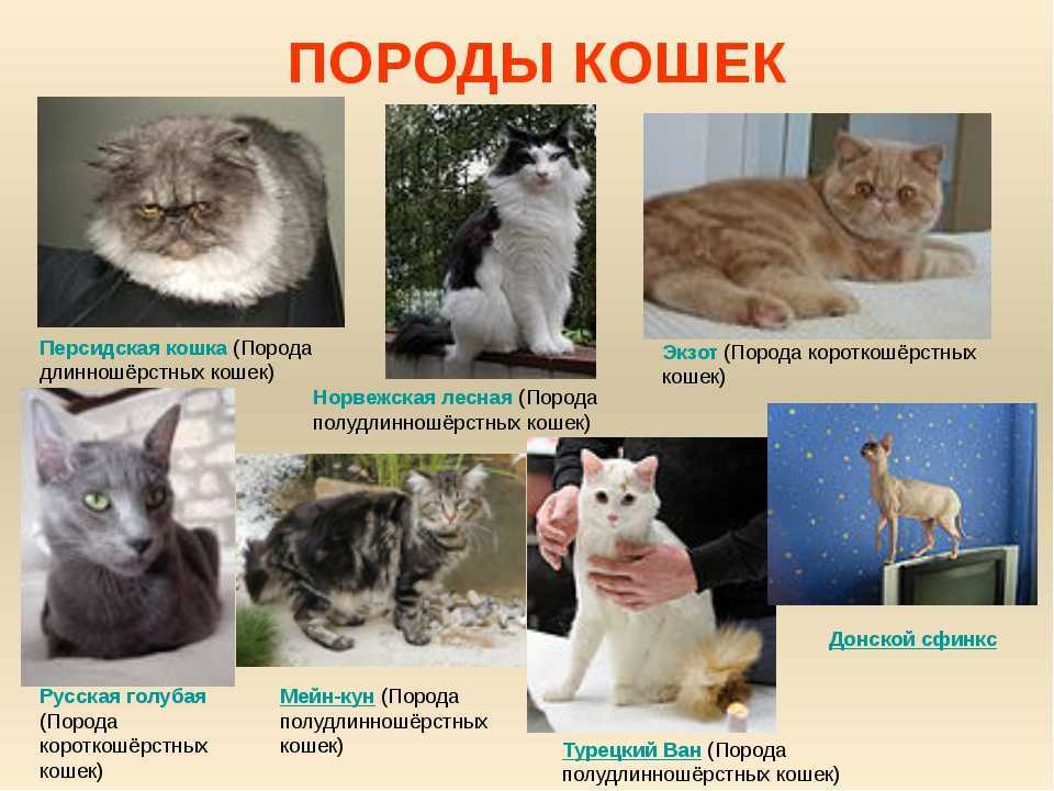 Нежные и добрые друзья: 16 самых ласковых пород кошек