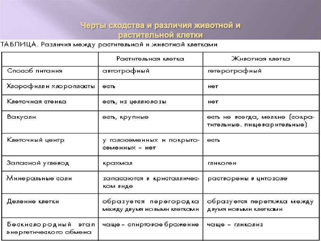 Строение животной (человека) и растительной клетки в биологии - tarologiay.ru