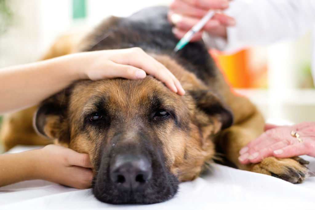 Что такое анемия у собак