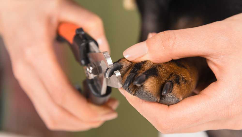 Как подстричь когти собаке: когтерезкой в домашних условиях, как часто это делать