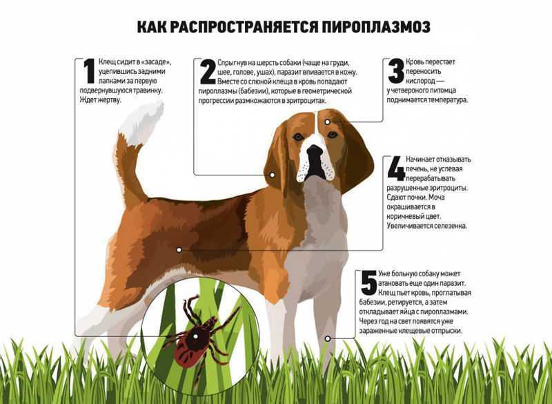 Пироплазмоз у собак, 9 признаков +советы врача по лечению