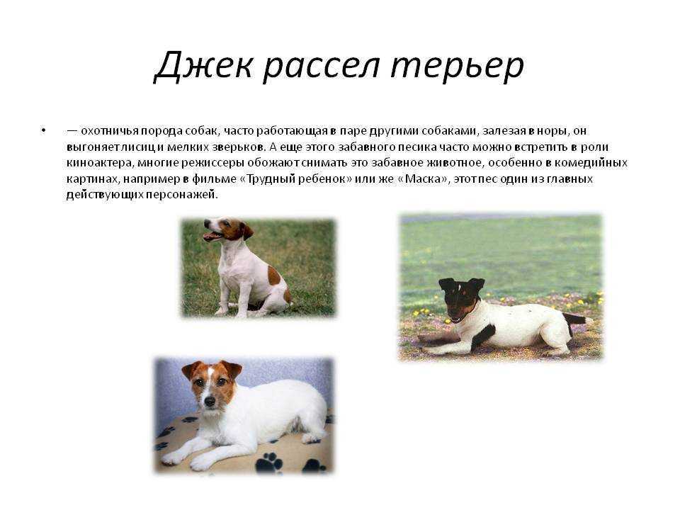 Стерилизация собак - плюсы и минусы, в каком возрасте можно делать операцию и послеоперационный уход