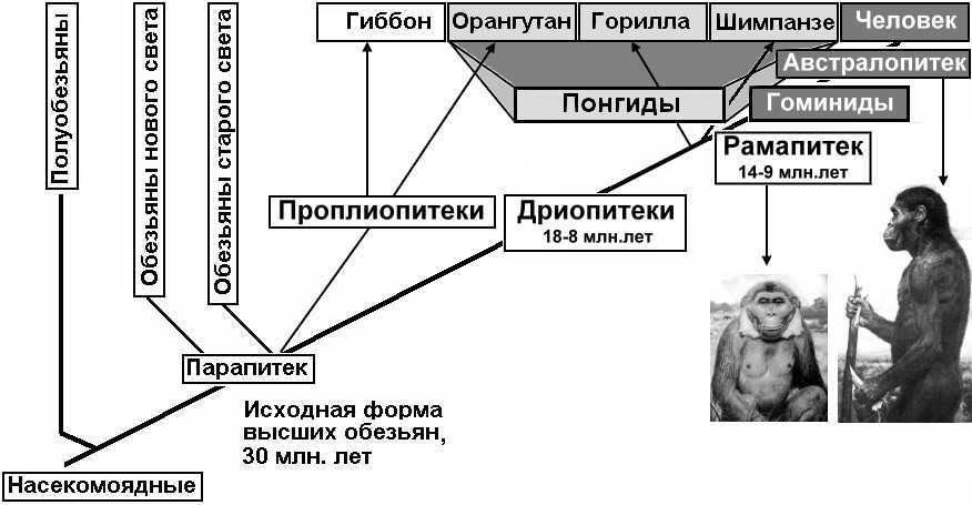 Шимпанзе - человекообразные | некоммерческий учебно-познавательный интернет-портал зоогалактика
