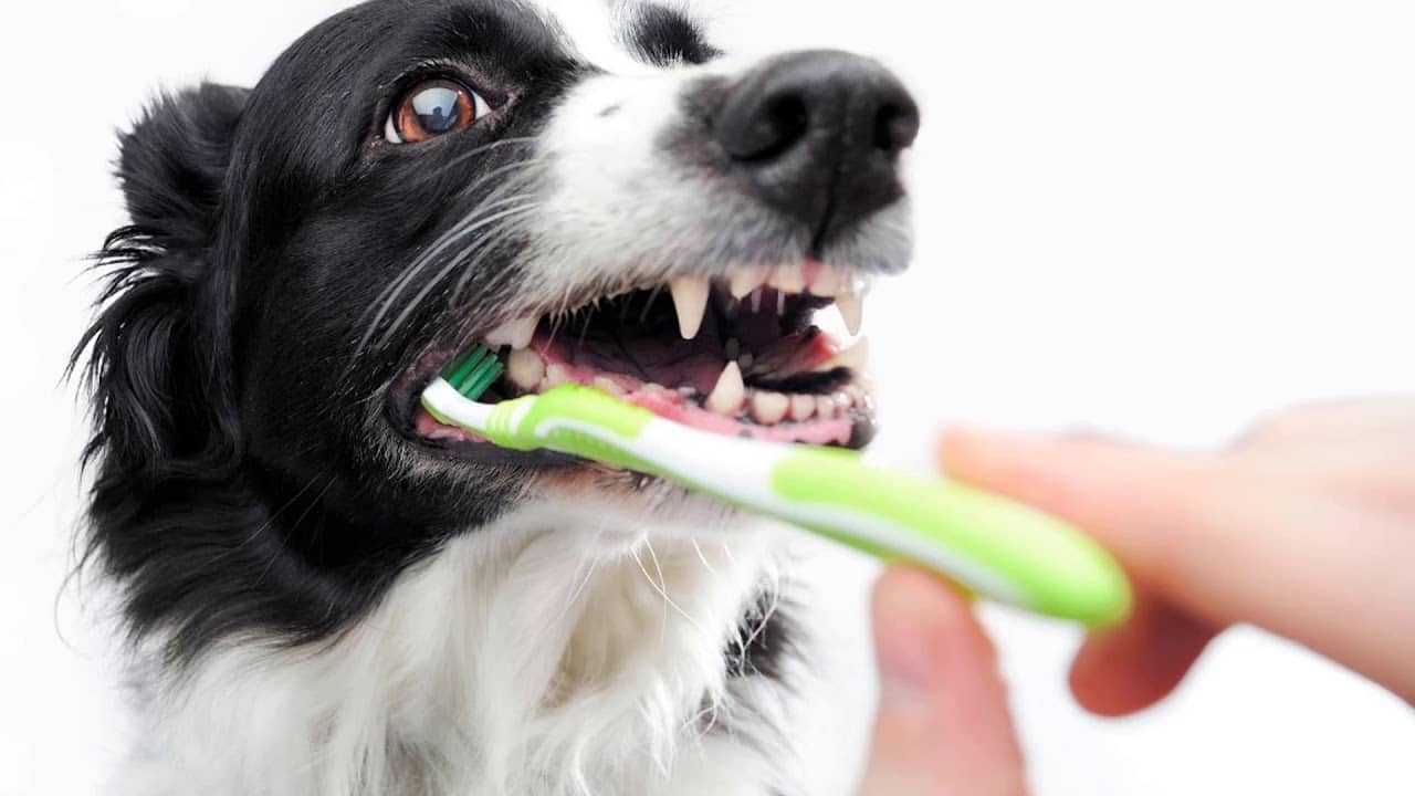 Как чистить зубы собаке в домашних условиях