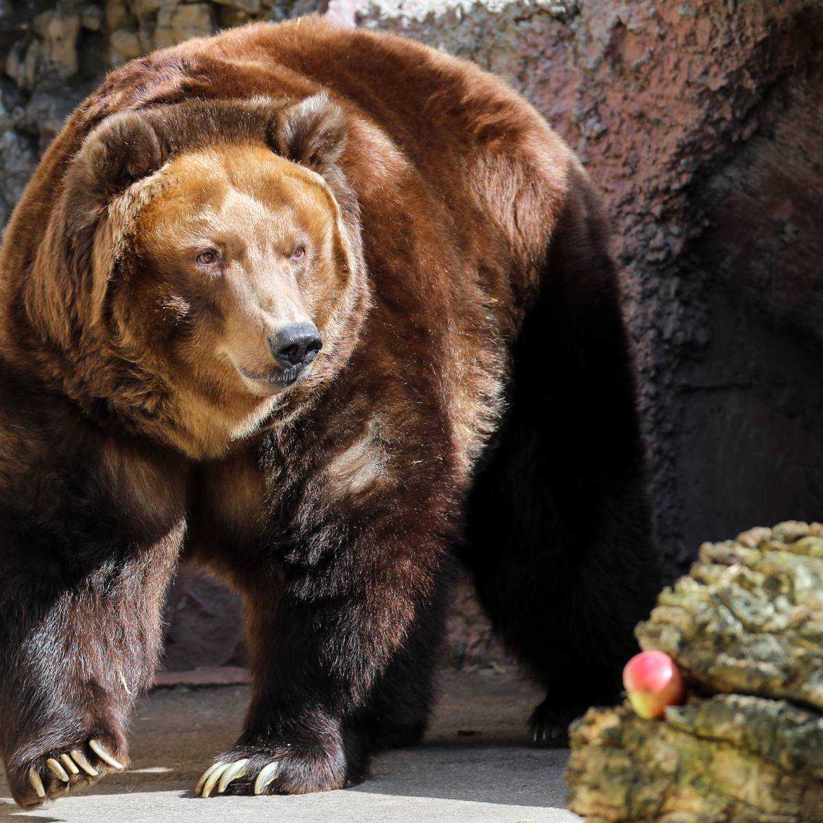 Виды медведей. описание, названия и особенности медведей