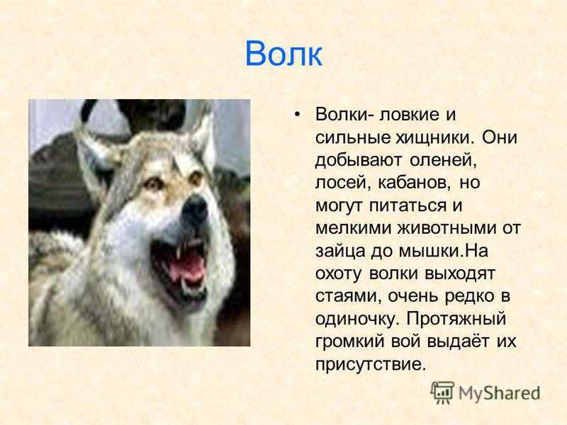 Природа, растения и животные владимирской области