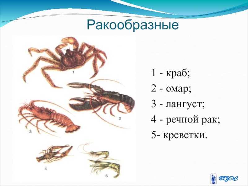 Креветка ракообразное. образ жизни и среда обитания креветки | животный мир