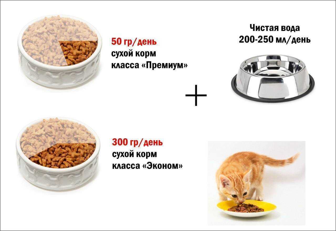 Почему нельзя кормить кошку собачьим кормом: разница в составах и случаи допустимости.