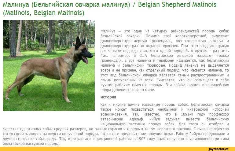 Бельгийская овчарка: основные разновидности, дрессировка, воспитание и уход за собакой (120 фото)