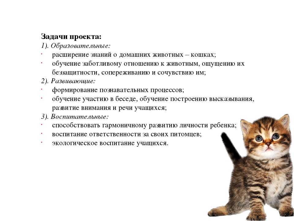 Как подружить двух кошек в одной квартире: полезные советы и маленькие хитрости