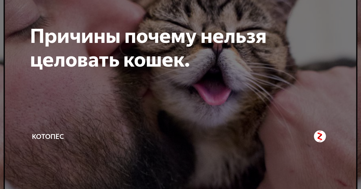 Почему нельзя обнимать и целовать котов и кошек