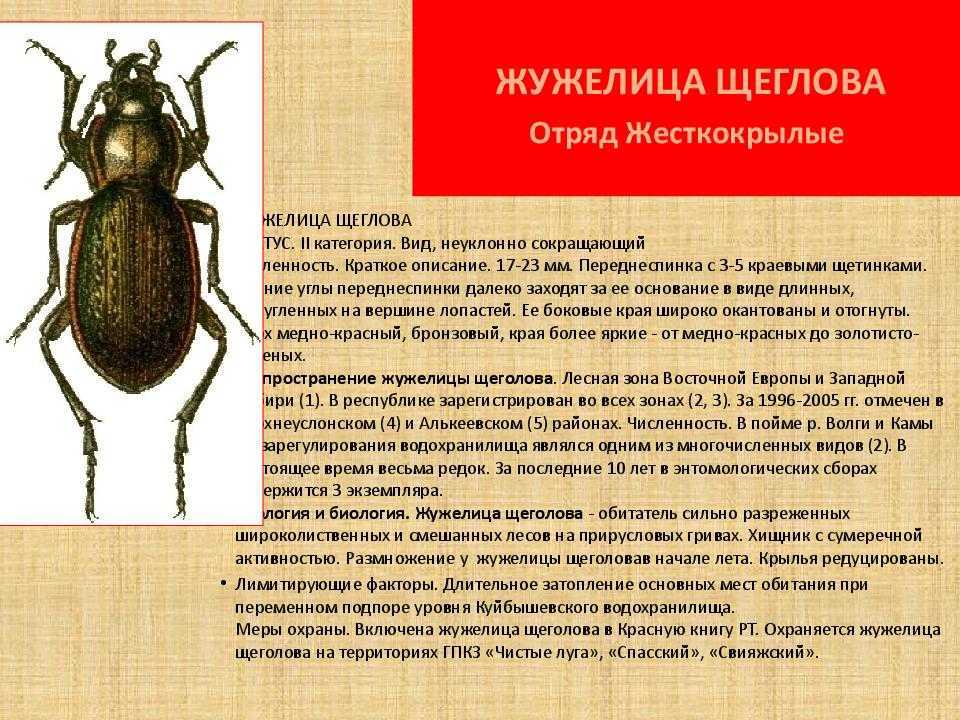 Жужелицы - взгляд любителя  (очерк а.л.лобанова по материалам работ о.л.крыжановского)