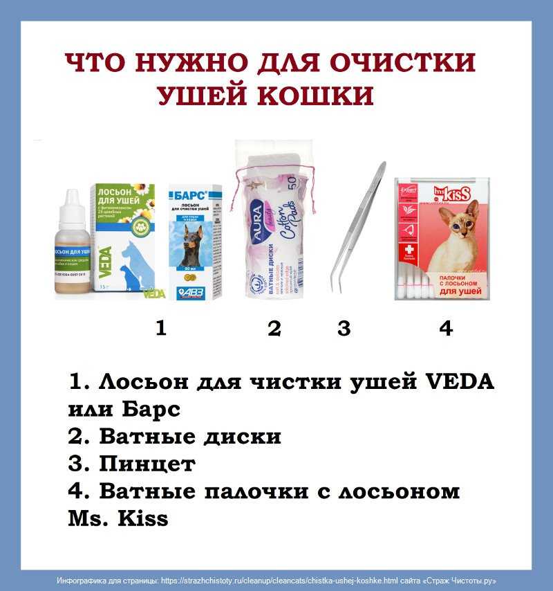 Как почистить уши кошке в домашних условиях: советы и инструкция