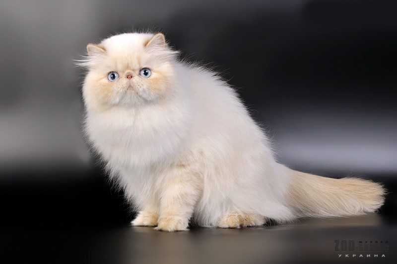 Гималайская кошка