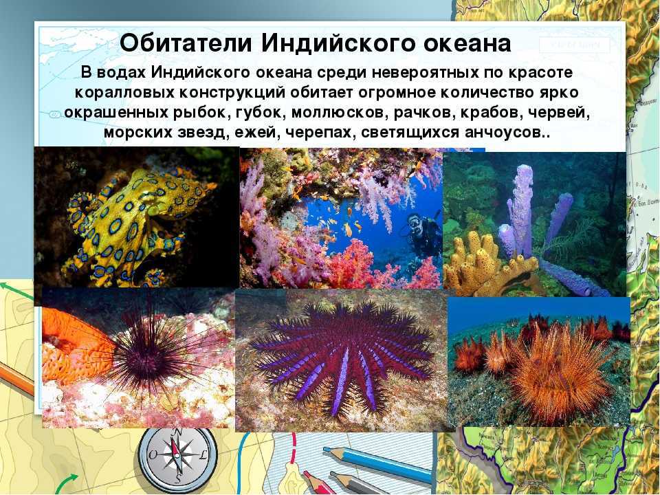 ✈ дайвинг: увидеть красоту подводного царства и уложиться в бюджет