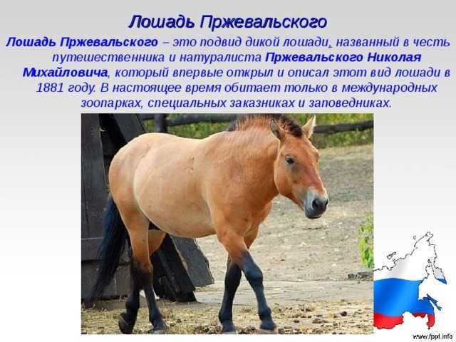 Лошадь пржевальского. среда обитания и образ жизни лошади пржевальского | животный мир