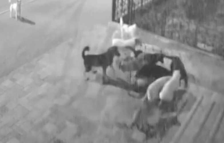 Кошка без воды: сколько требуется коту воды в день, как долго может прожить и что делать, если совсем не пьет
