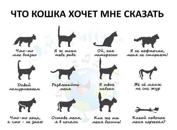 Понимают ли кошки, когда их целуют и обнимают: как они способны показывать свою любовь человеку