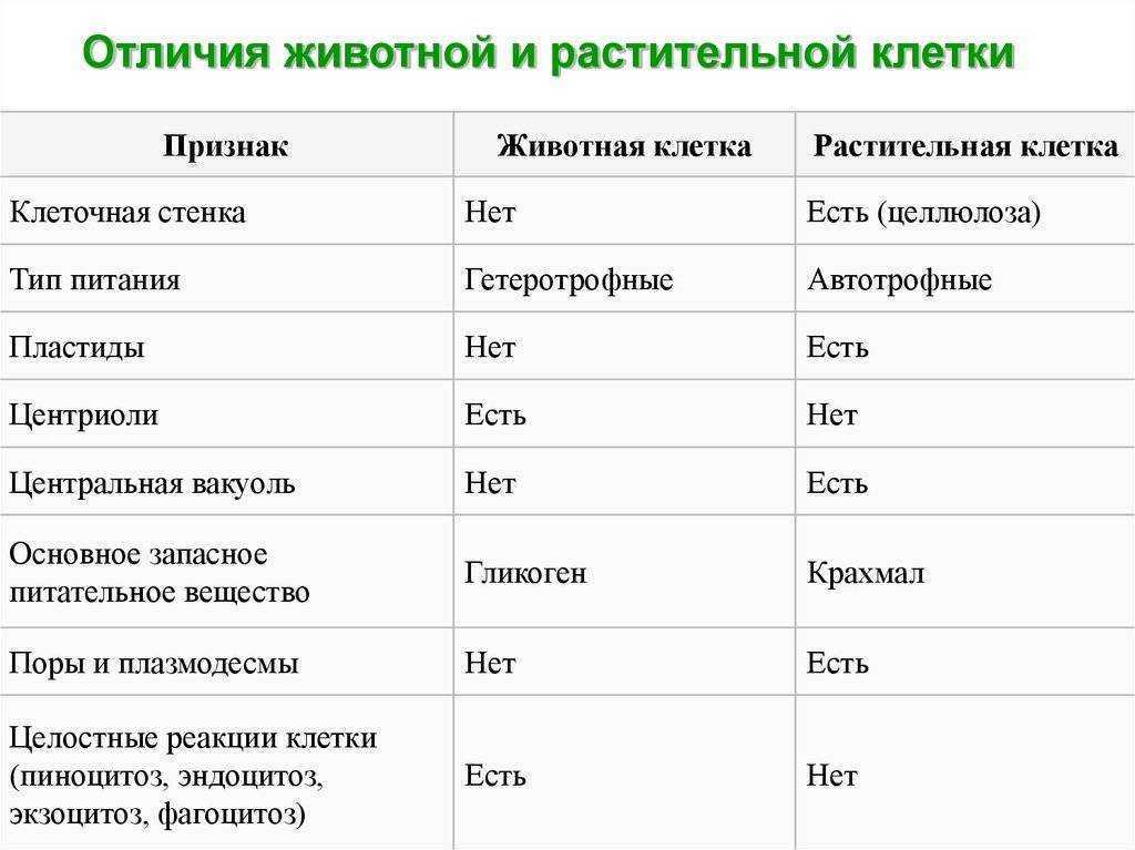 Многообразие клеток. прокариоты и эукариоты / справочник :: бингоскул