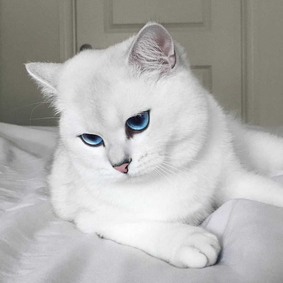 Породы белых кошек