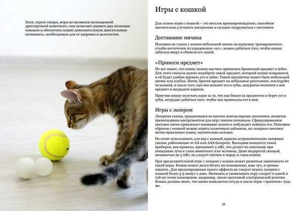 Как воспитать котенка и привить ему хорошие манеры